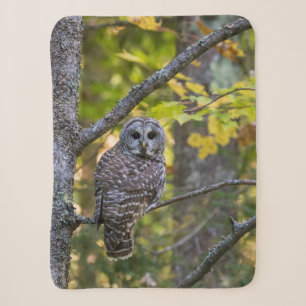 Barred Owl im Herbst   Alterer Landkreis, MI Sherpadecke