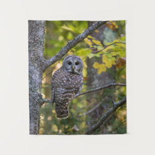 Barred Owl im Herbst   Alterer Landkreis, MI Wandteppich