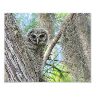 Barred Owl in einem Baum fleddeln Fotodruck