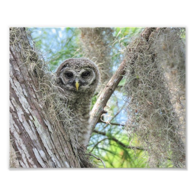 Barred Owl in einem Baum fleddeln Fotodruck (Vorne)