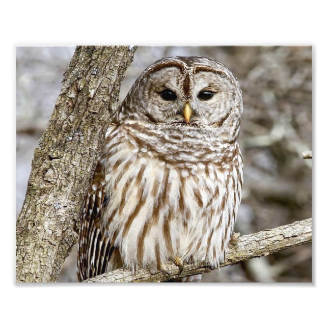 Barred Owl in einem Baum Fotodruck (Vorne)