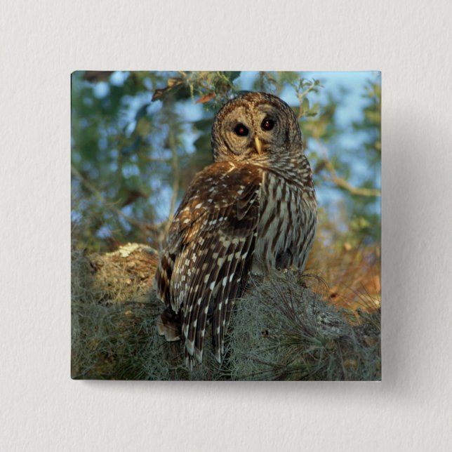 Barred Owl in einem spanischen Moos Button (Vorderseite)