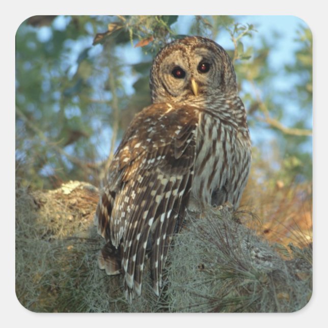 Barred Owl in einem spanischen Moos Quadratischer Aufkleber (Vorderseite)