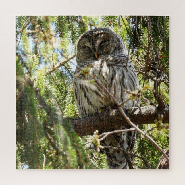 Barred Owl in Evergreen Tree (Vertikal)