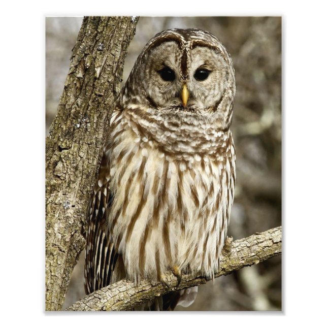 Barred Owl in Tree Fotodruck (Vorne)