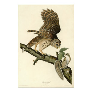 Barred Owl, John James Audubons Vögel von Amerika Fotodruck