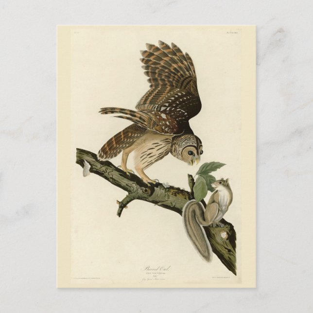 Barred Owl, John James Audubons Vögel von Amerika Postkarte (Vorderseite)