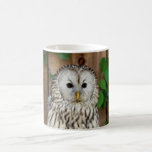 Barred Owl Kaffeetasse