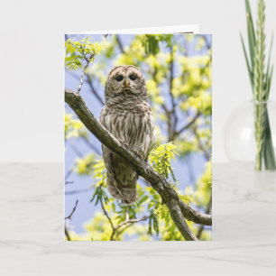 Barred Owl Karte