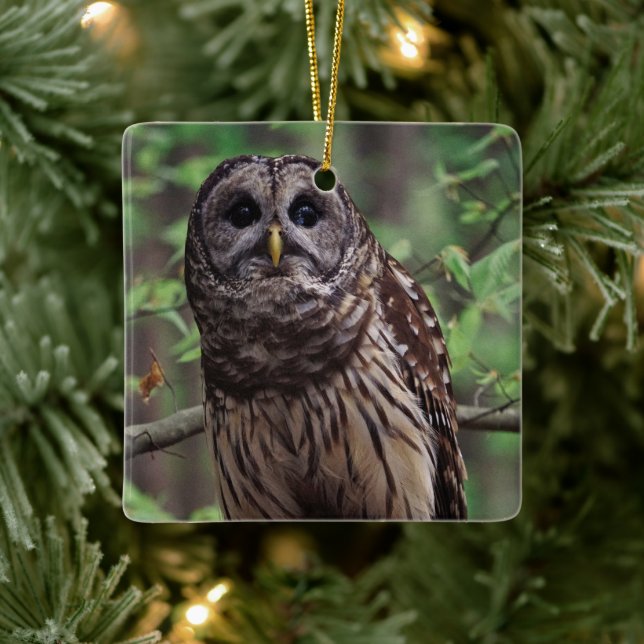 Barred Owl Keramikornament (Baum)