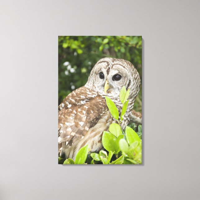 Barred Owl Leinwanddruck (Vorderseite)