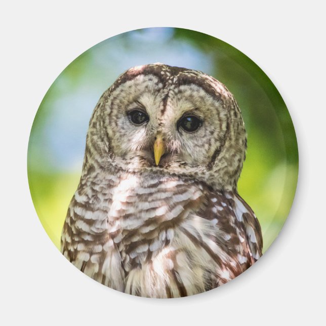 Barred Owl Magnet (Vorne)