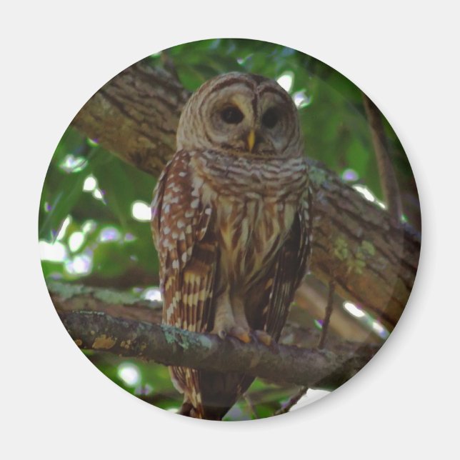 Barred Owl Magnet (Vorne)