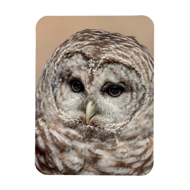 Barred Owl Magnet (Vertikal)