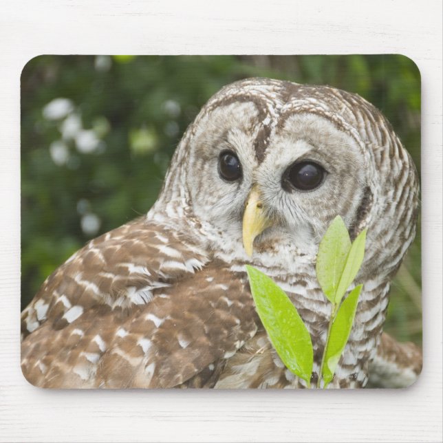 Barred Owl Mousepad (Vorne)