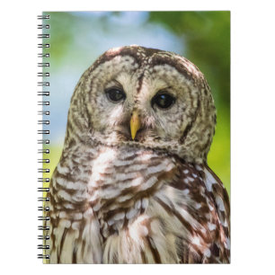 Barred Owl Notizblock
