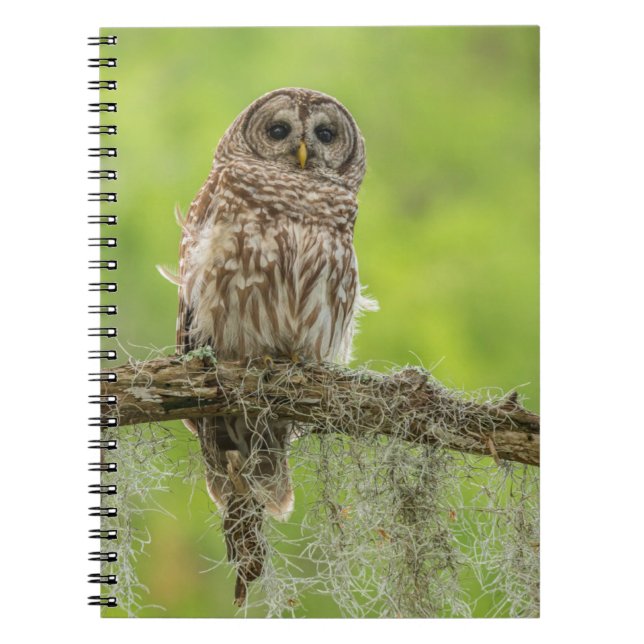 Barred Owl On Tree Limb Notizblock (Vorderseite)