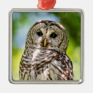 Barred Owl Ornament Aus Metall