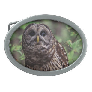 Barred Owl Ovale Gürtelschnalle