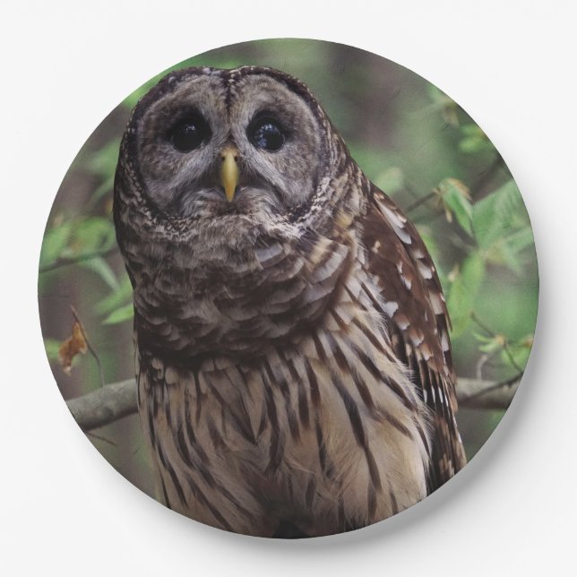 Barred Owl Pappteller (Vorderseite)