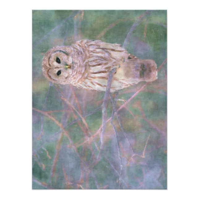 Barred Owl Pastel Digitales Ölgemälde Poster (Vorderseite)