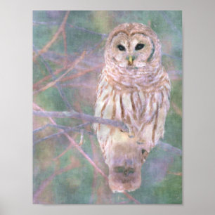 Barred Owl Pastelllackierung Poster