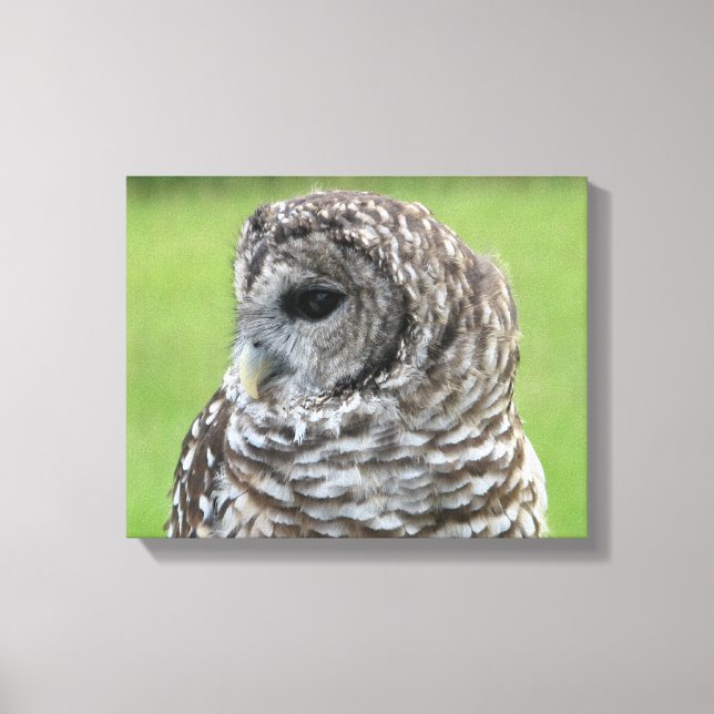 Barred Owl Portrait Leinwanddruck (Vorderseite)