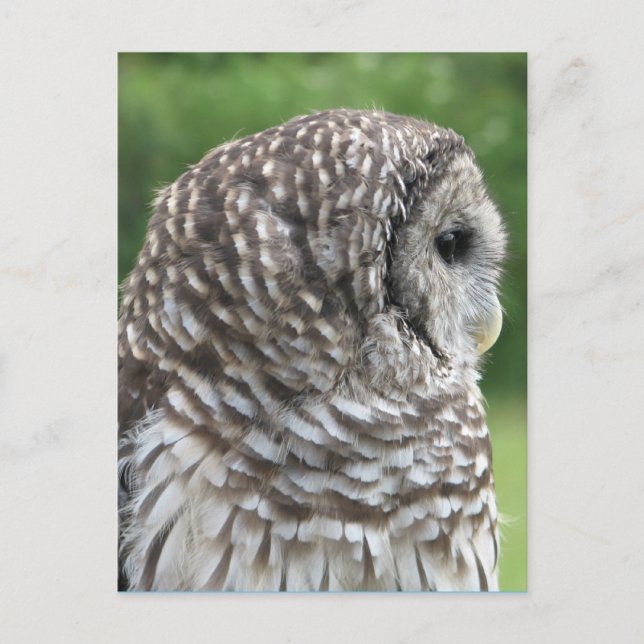Barred Owl Portrait Postkarte (Vorderseite)