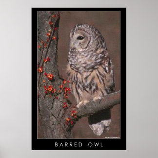Barred Owl Poster