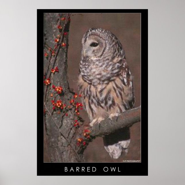 Barred Owl Poster (Vorne)
