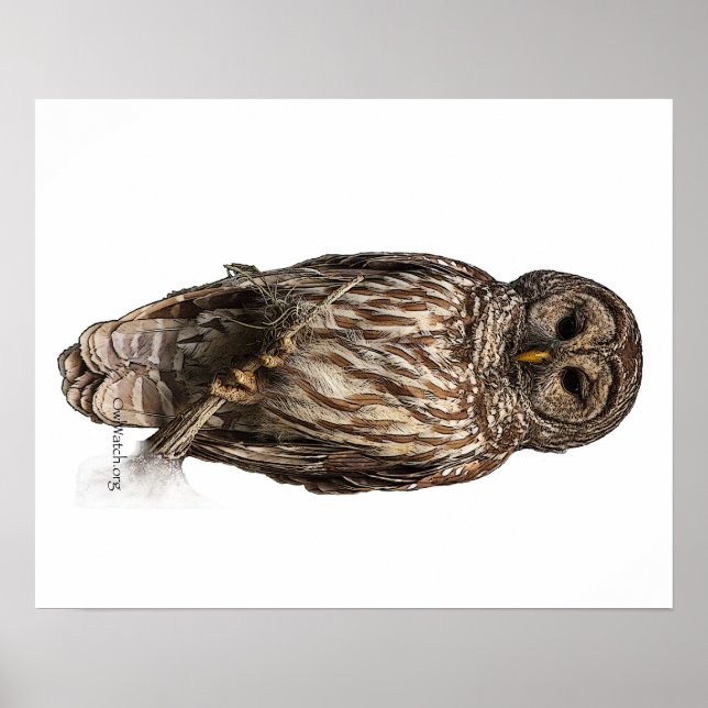Barred Owl - Poster (Vorne)