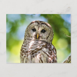 Barred Owl Postkarte