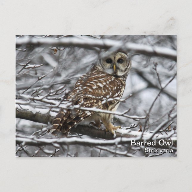 Barred Owl Postkarte (Vorderseite)