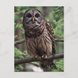 Barred Owl Postkarte