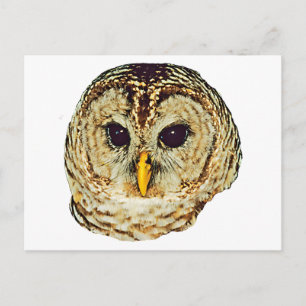 Barred Owl Postkarte