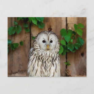 Barred Owl Postkarte