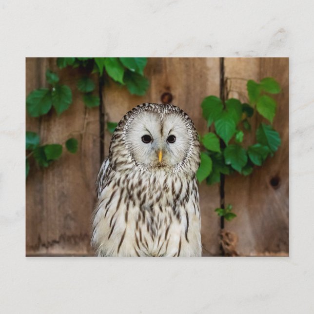 Barred Owl Postkarte (Vorderseite)