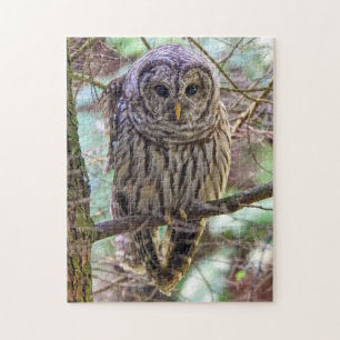 Barred Owl Puzzle