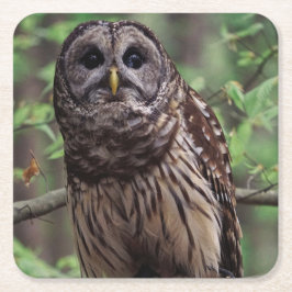 Barred Owl Rechteckiger Pappuntersetzer