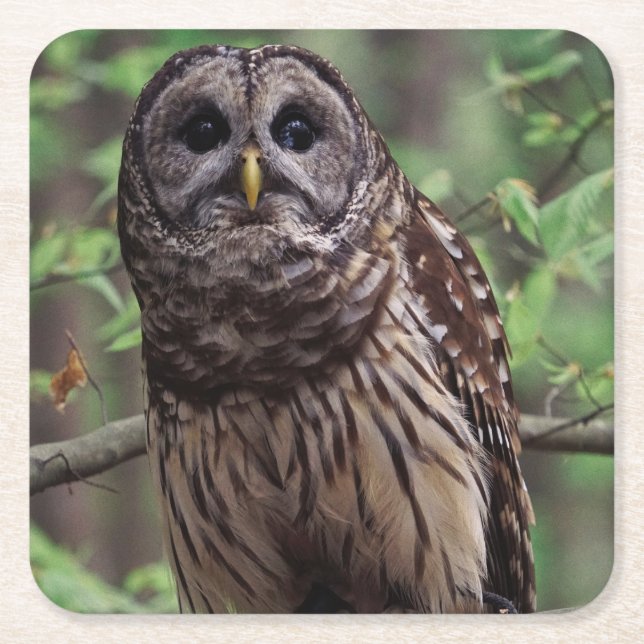 Barred Owl Rechteckiger Pappuntersetzer (Vorderseite)