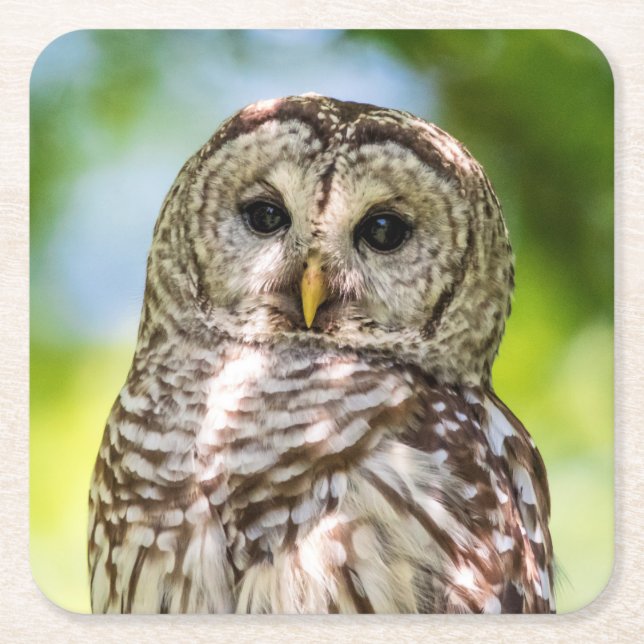 Barred Owl Rechteckiger Pappuntersetzer (Vorderseite)