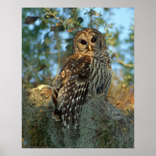 Barred Owl roosting in some Spanish Moss Poster