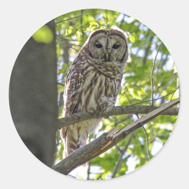 Barred Owl Runder Aufkleber (Vorderseite)
