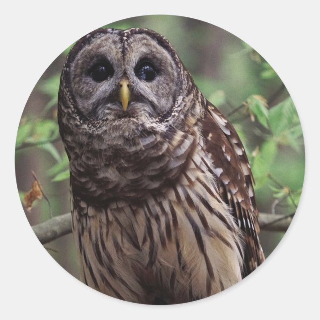 Barred Owl Runder Aufkleber (Vorderseite)