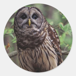 Barred Owl Runder Aufkleber