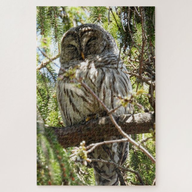 Barred Owl schläft in Evergreen Tree Jigsaw Puzzle (Vertikal)