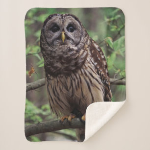 Barred Owl Sherpadecke