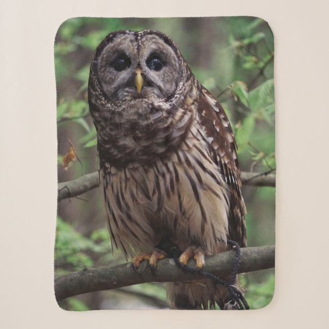 Barred Owl Sherpadecke (Vorderseite)