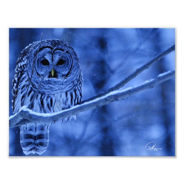 Barred Owl Snow Storm Fotodruck (Vorne)