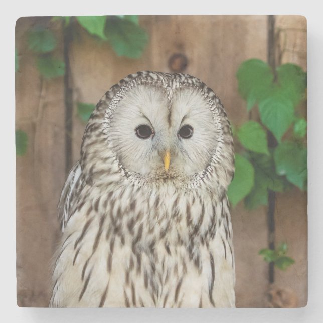 Barred Owl Steinuntersetzer (Vorderseite)